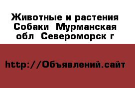 Животные и растения Собаки. Мурманская обл.,Североморск г.